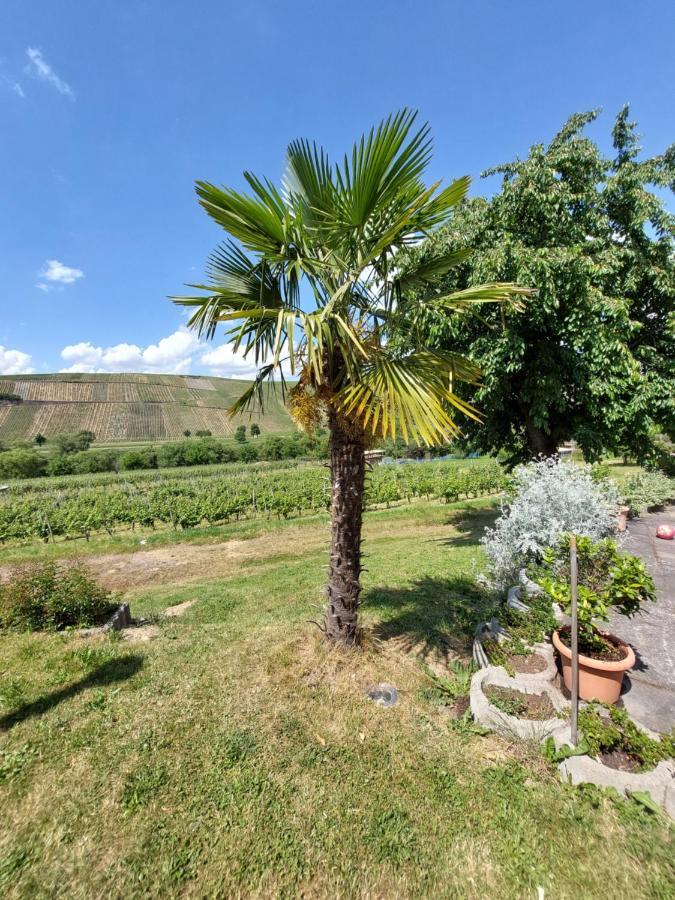 Weingut Licht-Stadtfeld Brauneberg Eksteriør billede